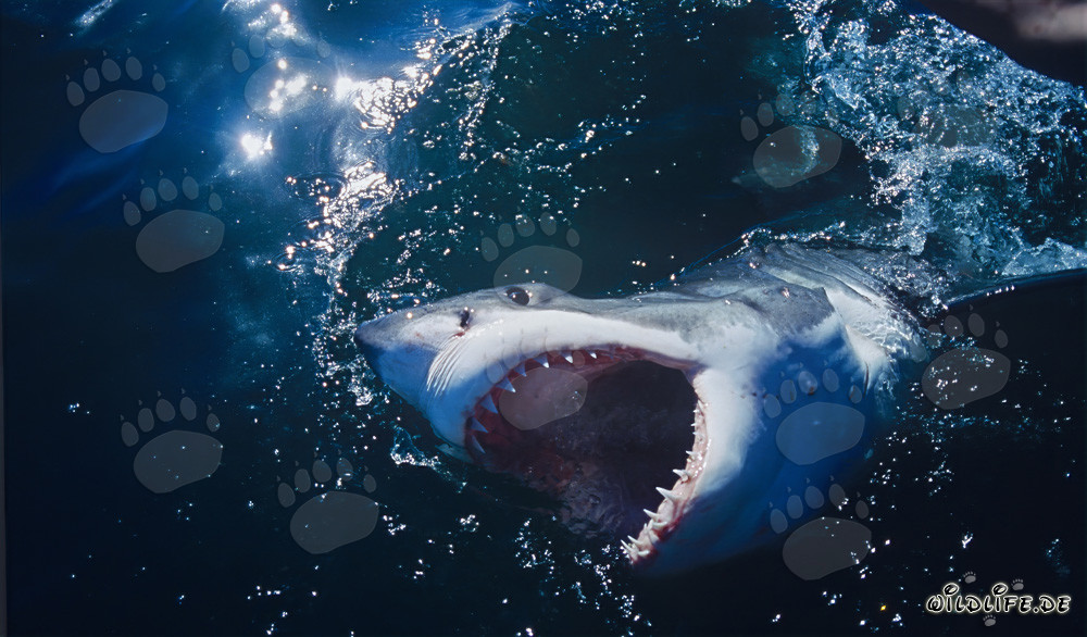 Great White Sharks off the Coast of South Africa: Feared Predators of the Seas