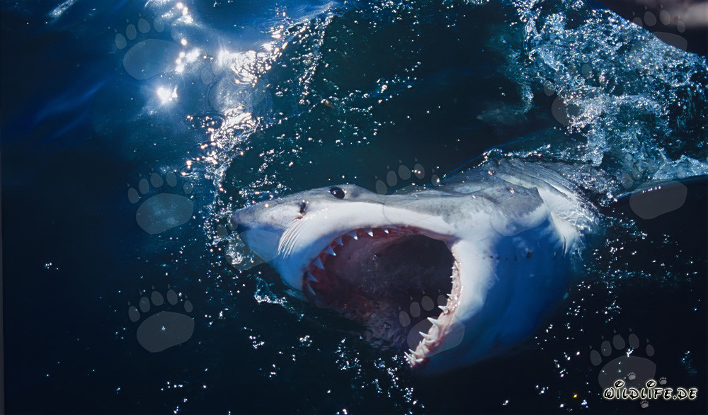 Tiburones blancos frente a la costa de Sudáfrica: temidos cazadores de los mares