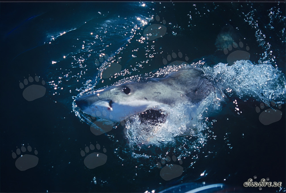 Grand requin blanc : roi des mers
