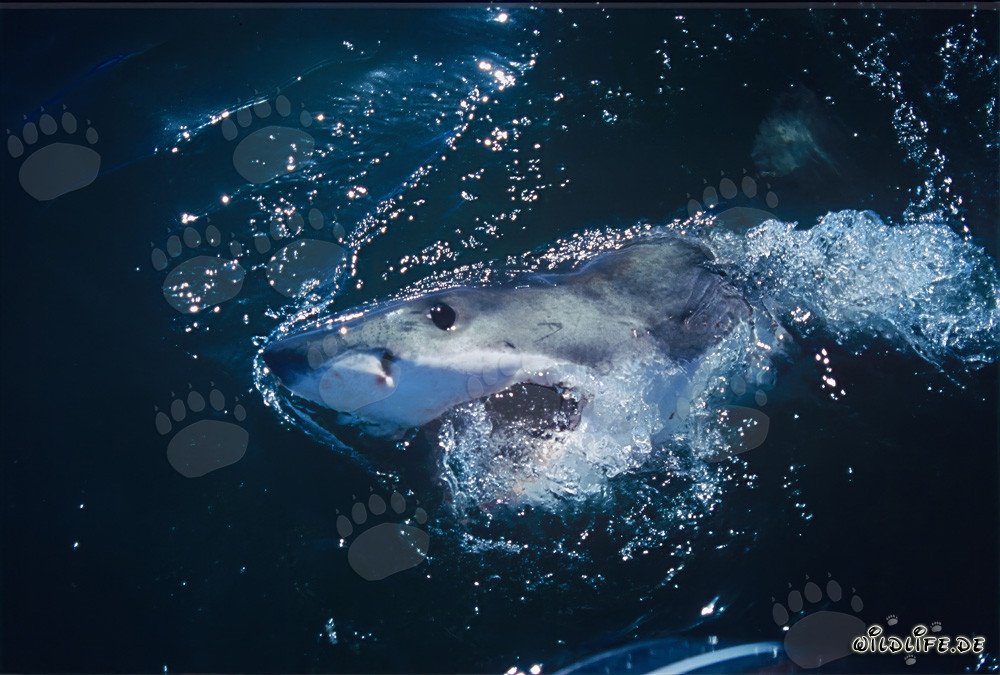 Impressive Great White Shark: Ruler of the Seas