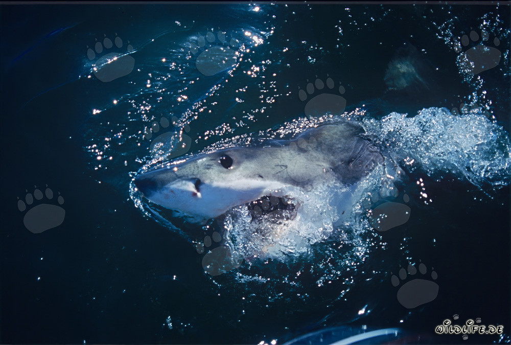 Impresionante tiburón blanco: señor de los mares