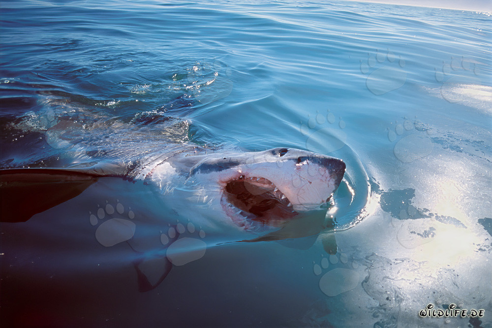 Grand requin blanc impressionnant percant la surface de la mer