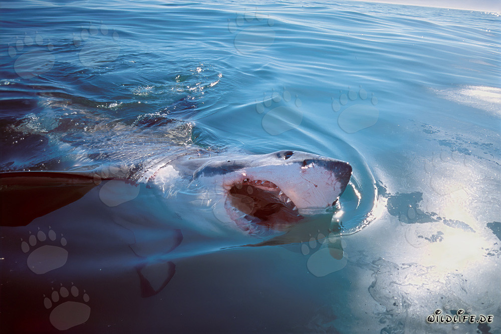 Impressive Great White Shark breaks through the sea surface
