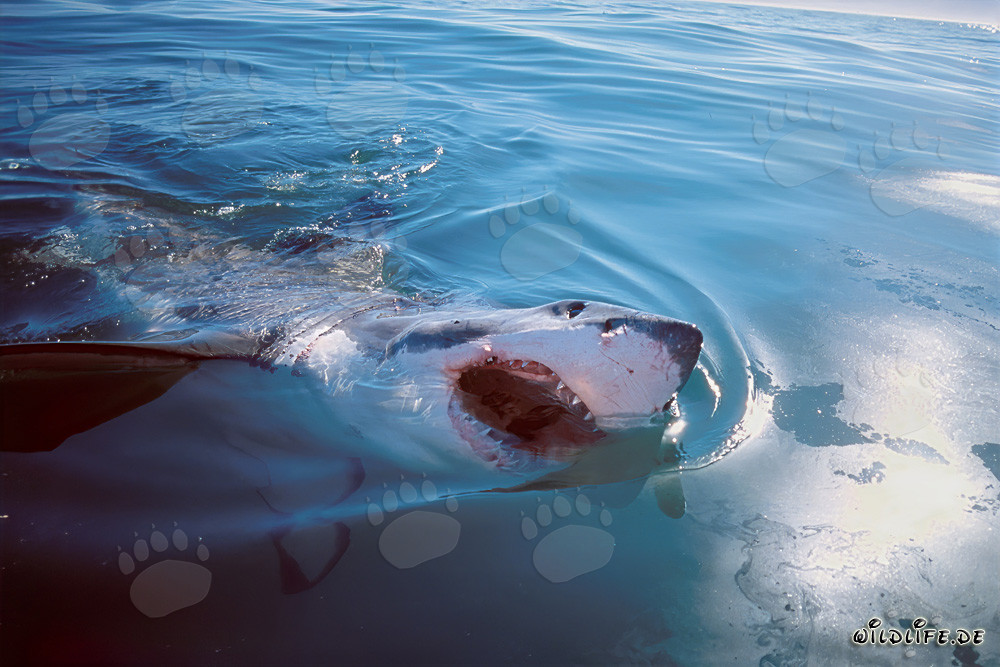 Impresionante tiburón blanco rompiendo la superficie del mar