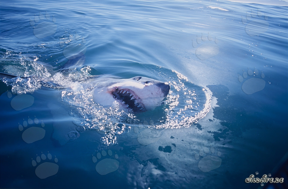 Majestic Great White Shark in front of Geyser Rock in South Africa
