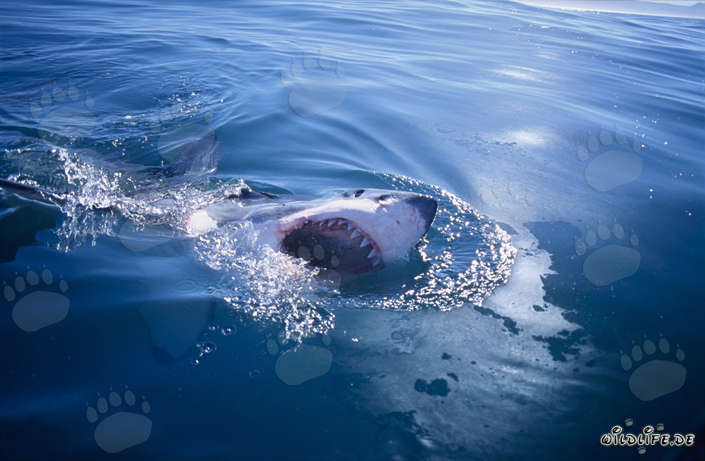 Grand requin blanc majestueux percant la surface de la mer