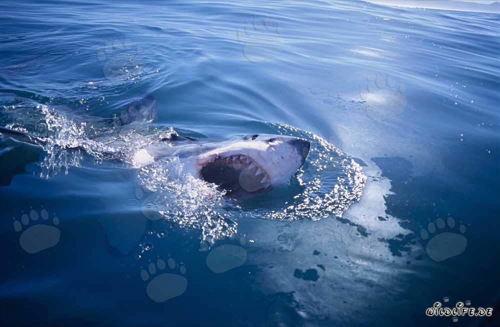 Majestic Great White Shark breaking the ocean surface