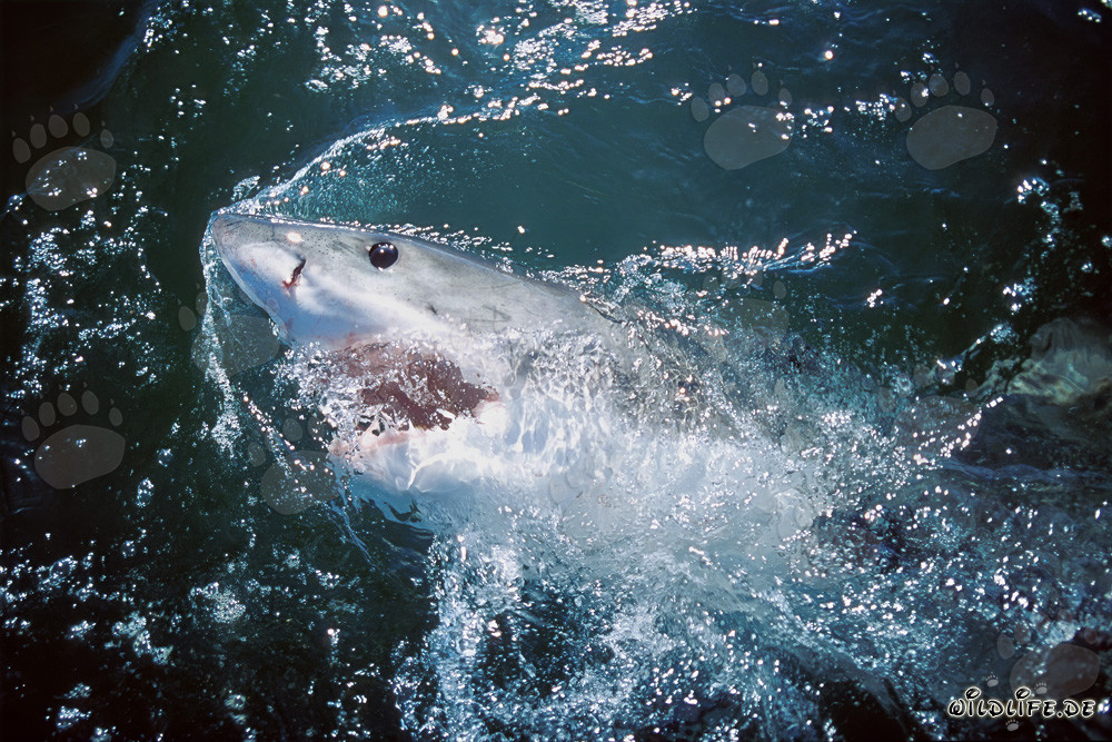 Dans le royaume des mers : Le majestueux Grand Requin Blanc