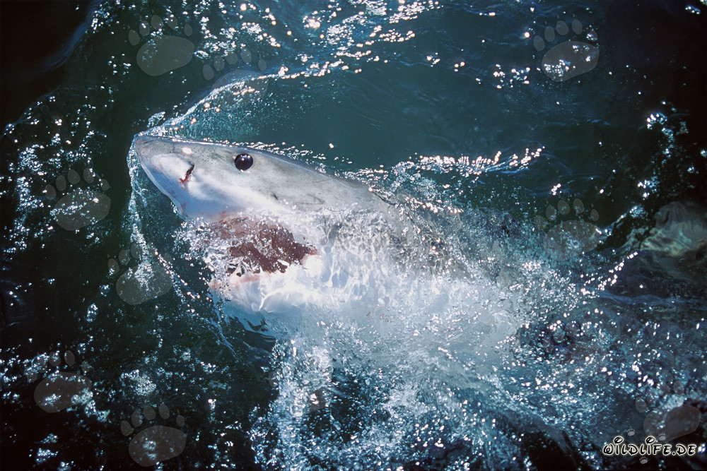 In the Realm of the Seas: The Majestic Great White Shark