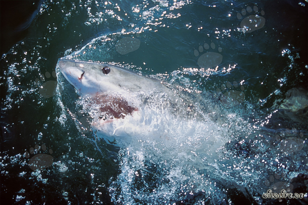 En el reino de los mares: El majestuoso Tiburón Blanco