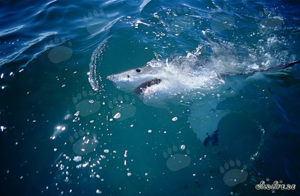 L'œil du grand requin blanc observe le monde au-dessus de l'eau