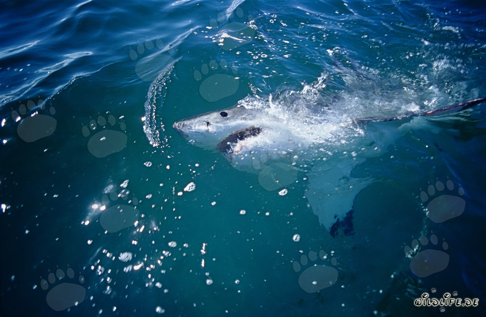 The Eye of the Great White Shark Observes the Above-Water World