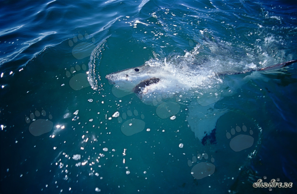 El ojo del tiburón blanco observa el mundo sobre el agua
