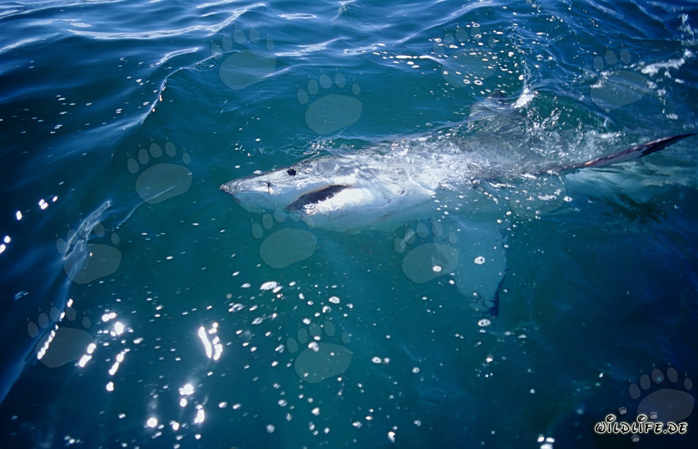 Grand requin blanc à la surface de l'eau