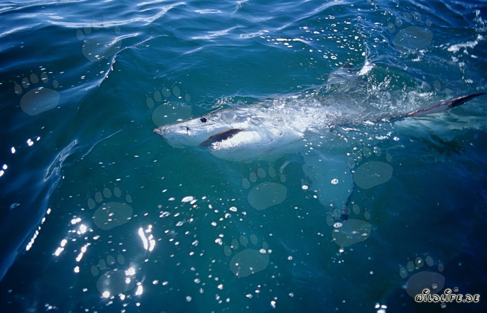 Great White Shark at the Water Surface