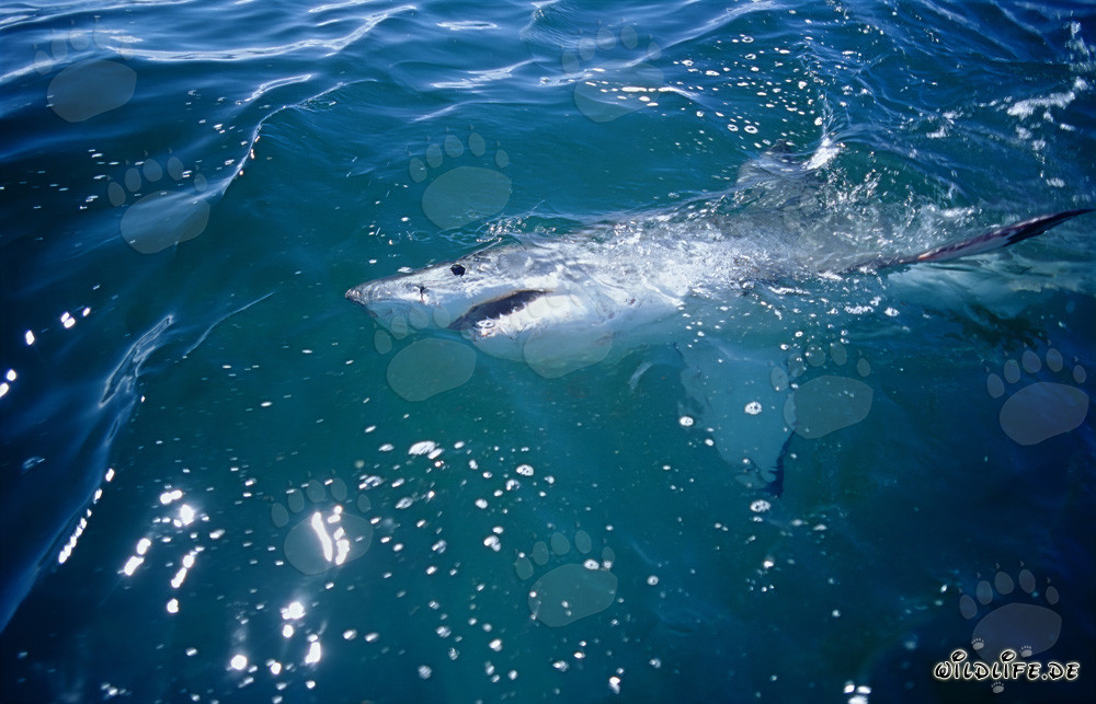 Tiburón blanco en la superficie del agua