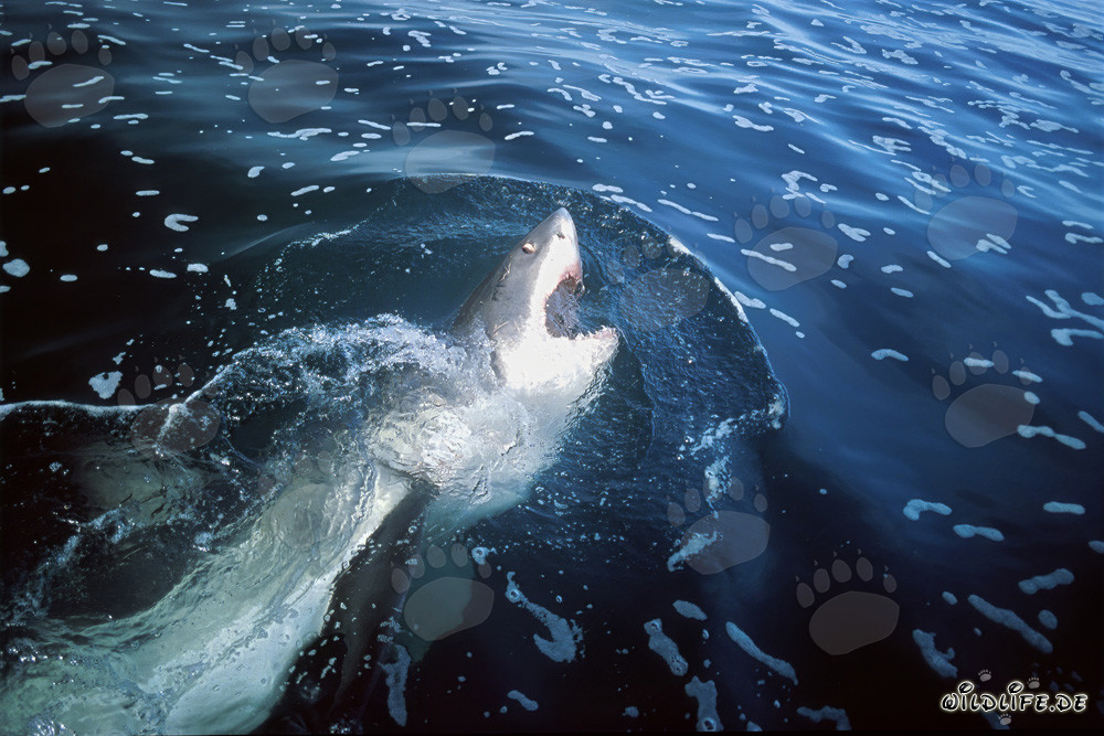 Grand requin blanc imposant émerge des profondeurs