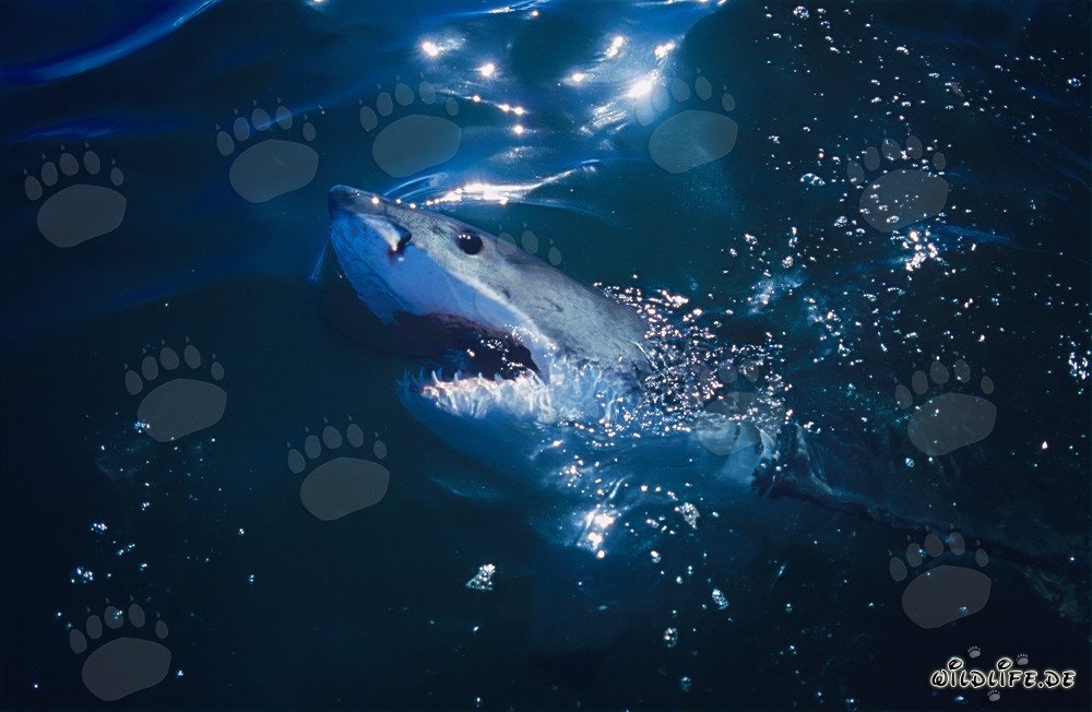 Œil imposant du grand requin blanc - Majestueux monde sous-marin