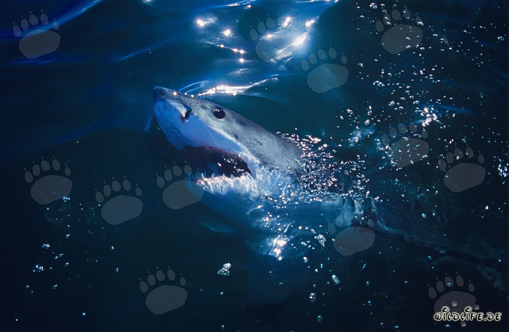 Impressive Eye of the Great White Shark - Majestic Underwater World