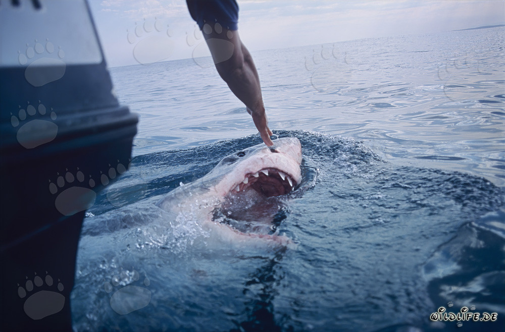 Encounter with a Curious Great White Shark