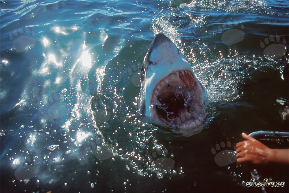 Le grand requin blanc sort la tête de l'eau sombre