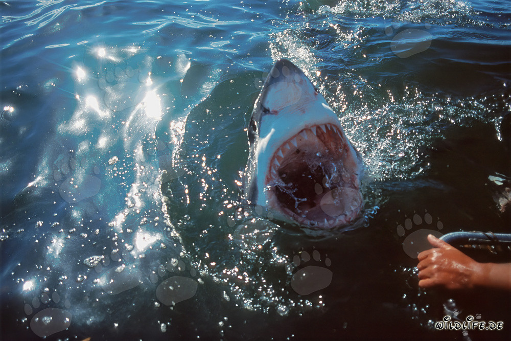 Great White Shark emerging from the dark water