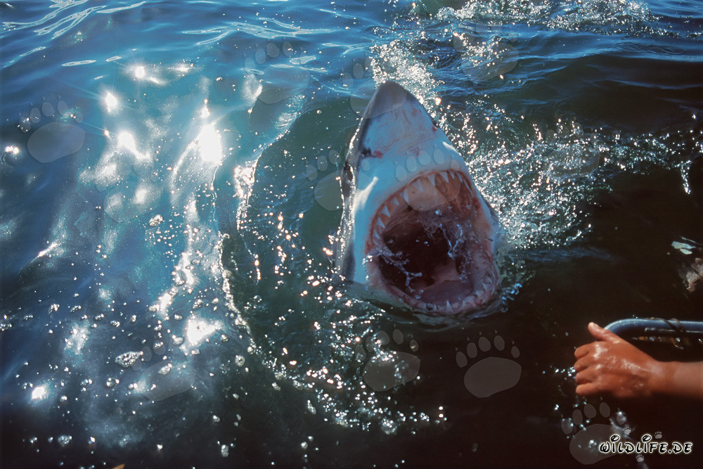Tiburón blanco levanta la cabeza del agua oscura