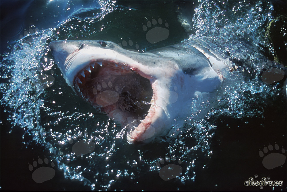 Grand requin blanc impressionnant brisant dynamiquement la surface de l'eau