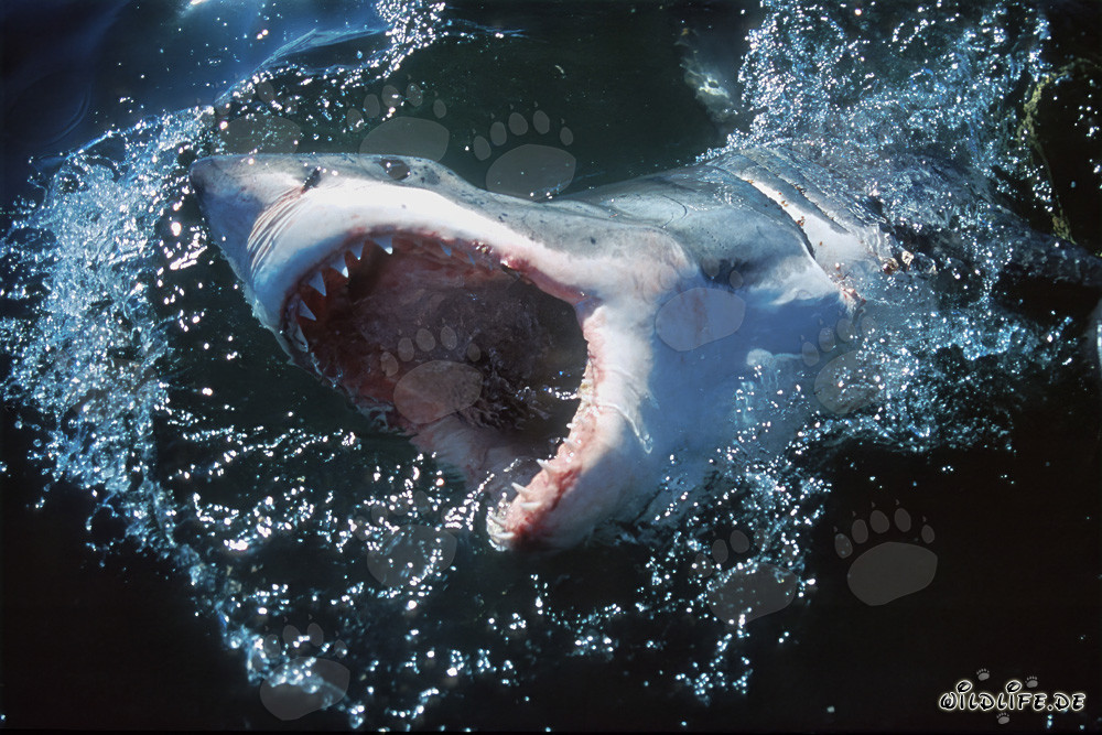 Impressive Great White Shark dynamically breaks through the water surface