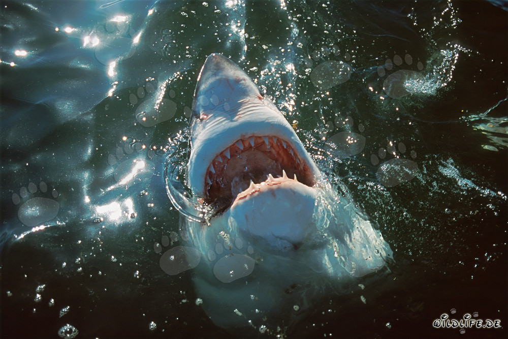 Le grand requin blanc explore le monde au-dessus de l'eau