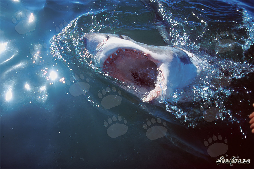 Gran Tiburón Blanco - Fascinante Depredador de los Mares