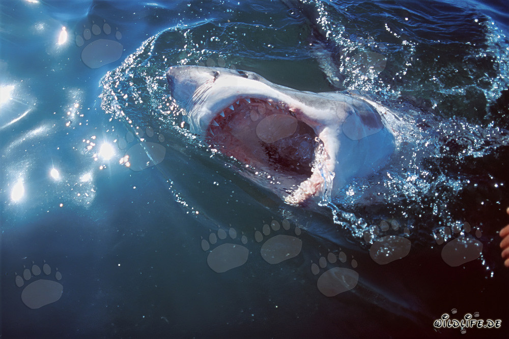 Grand Requin Blanc - Fascinant Prédateur des Mers