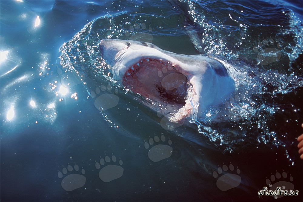 Grande Squalo Bianco - Affascinante Predatore dei Mari