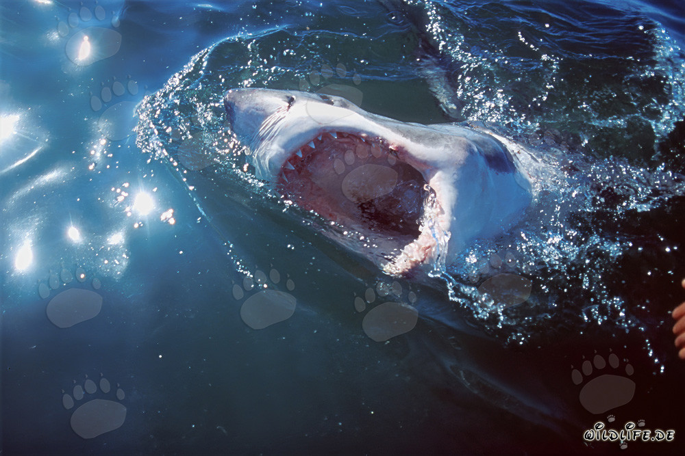Great White Shark – Fascinating Predator of the Seas