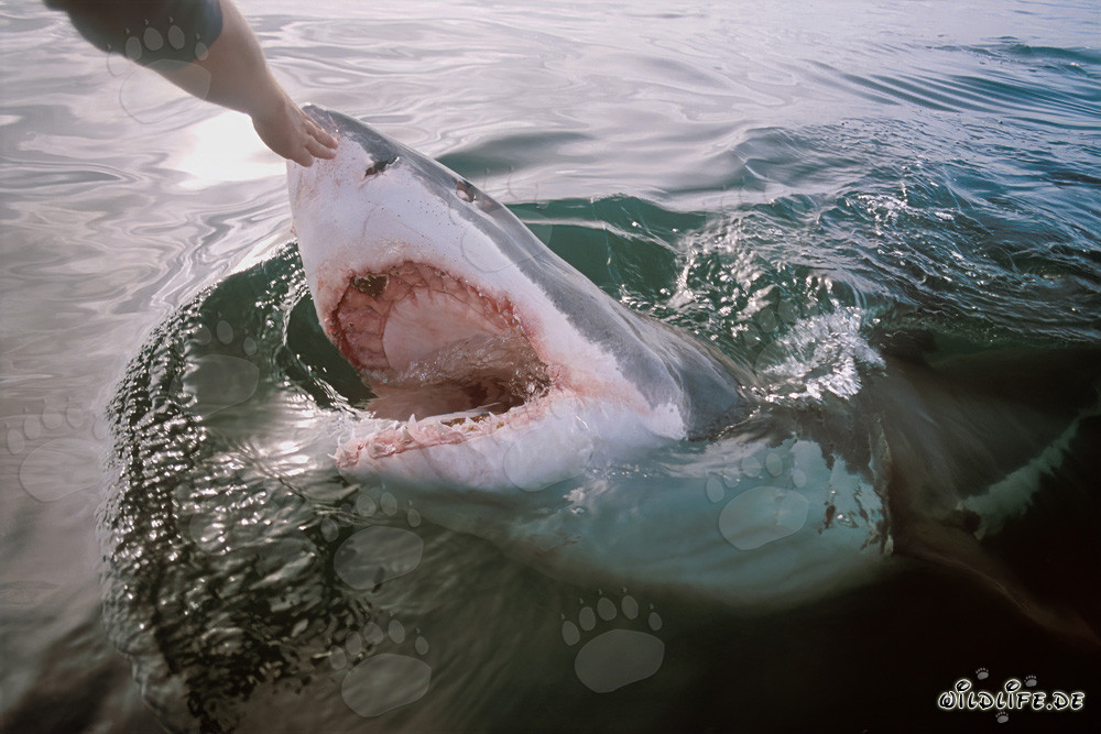 Fascinante contacto nasal del Gran Tiburón Blanco con la mano