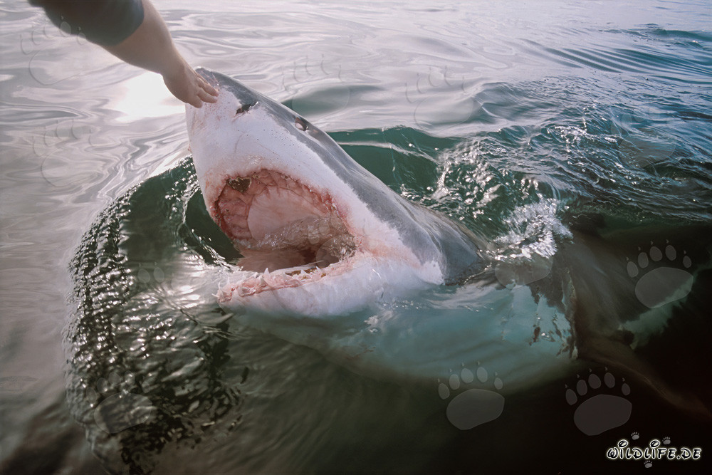 Tactile fascinant du Grand Requin Blanc avec la main