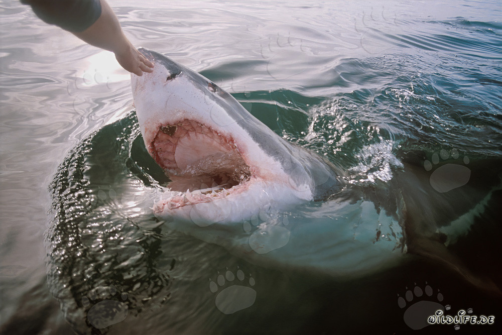 Fascinating Touching of the Great White Shark's Nose with the Hand