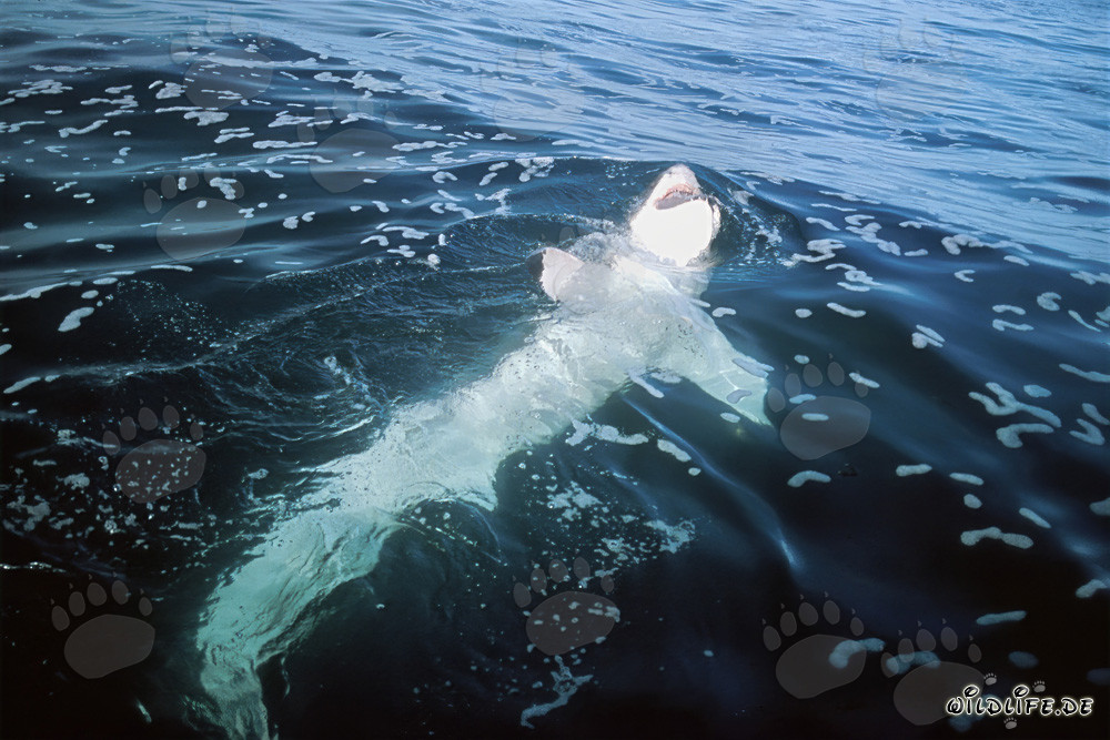 Grand requin blanc montre son ventre blanc