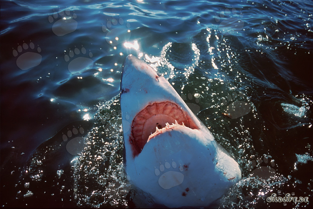 Majestic Great White Shark explores the world above water
