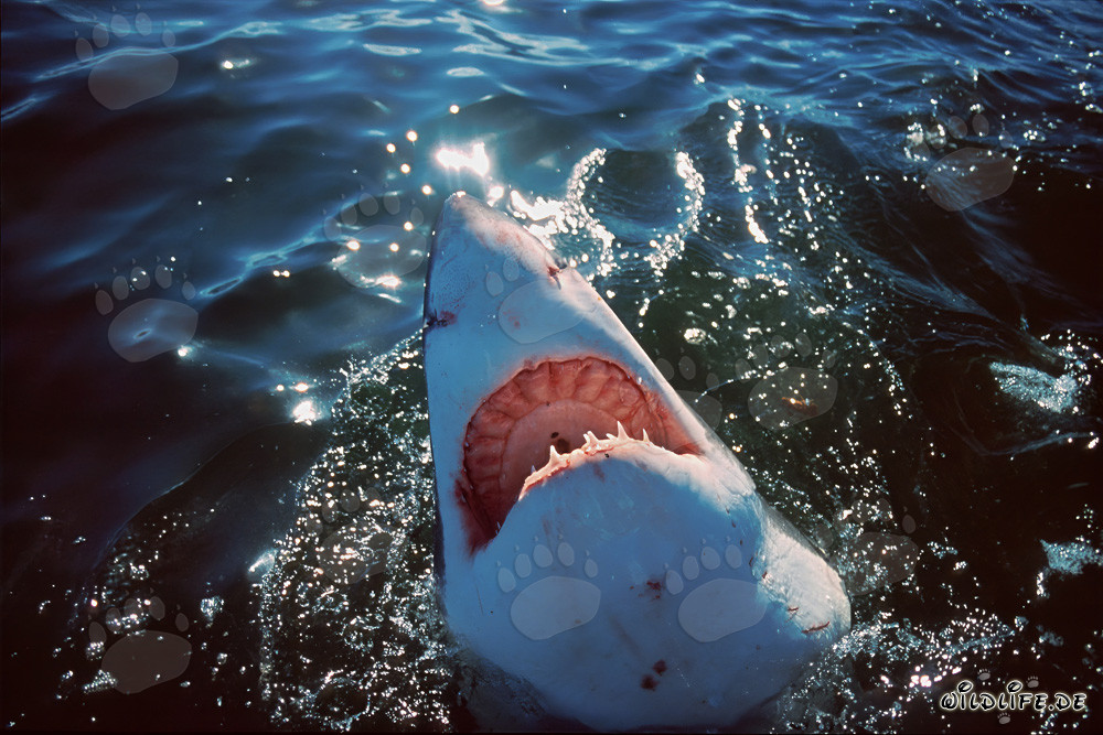 Majestuoso tiburón blanco explora el mundo sobre el agua