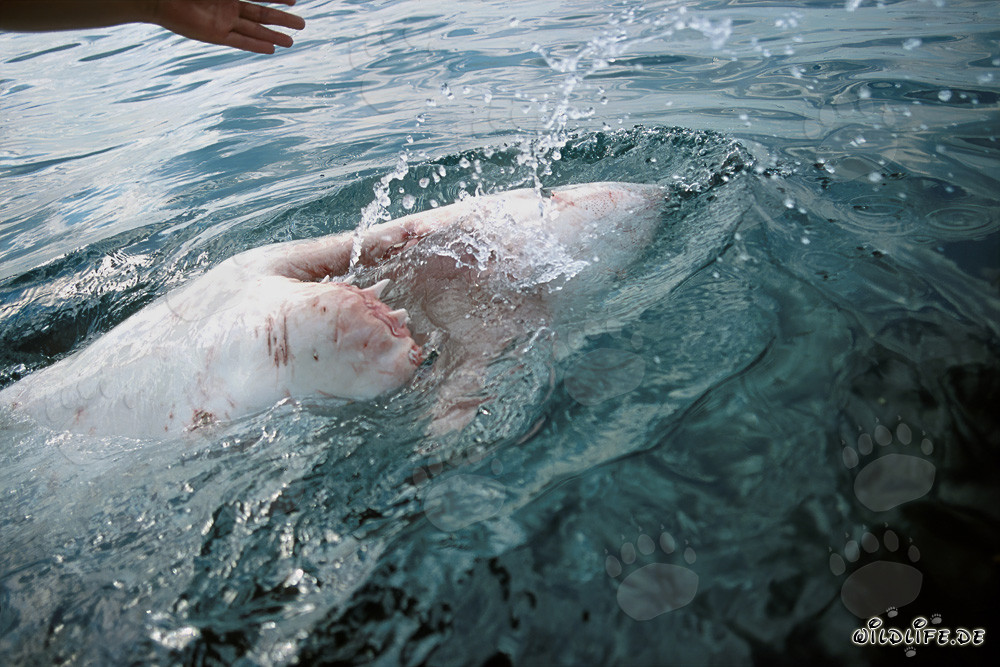 The Great White Shark on its back