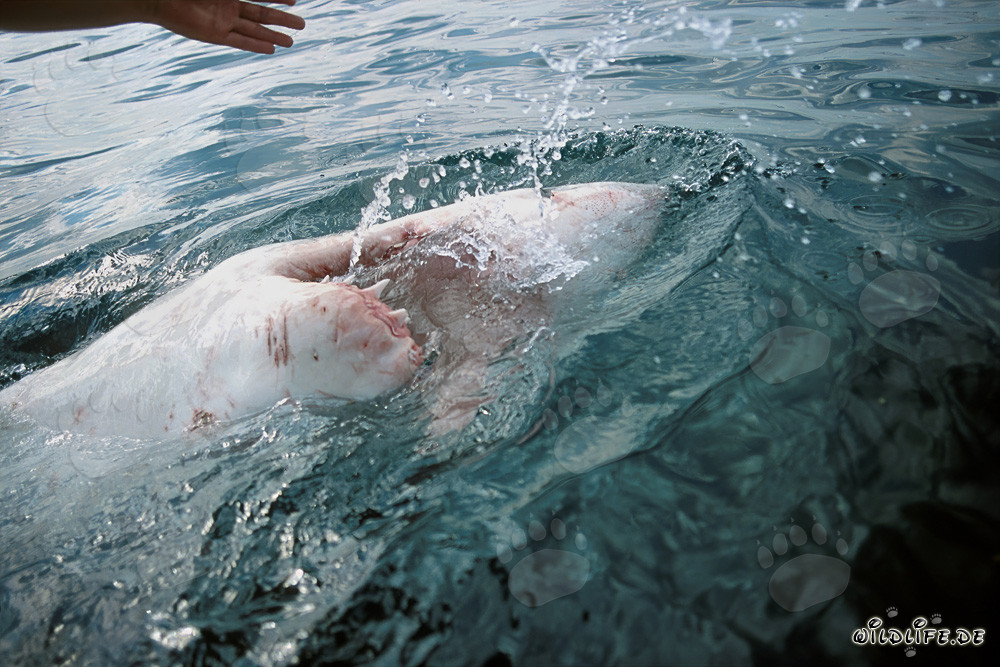 Le Grand Requin Blanc sur le dos
