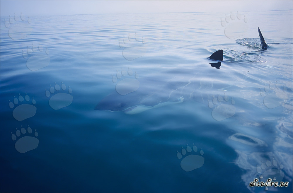 Fascination of the Ocean: The Great White Shark, a Highly Efficient Sea Predator