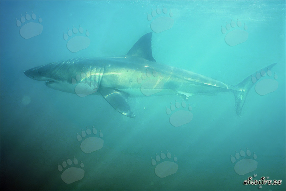 Great White Shark swimming at low visibility in the Shark Alley