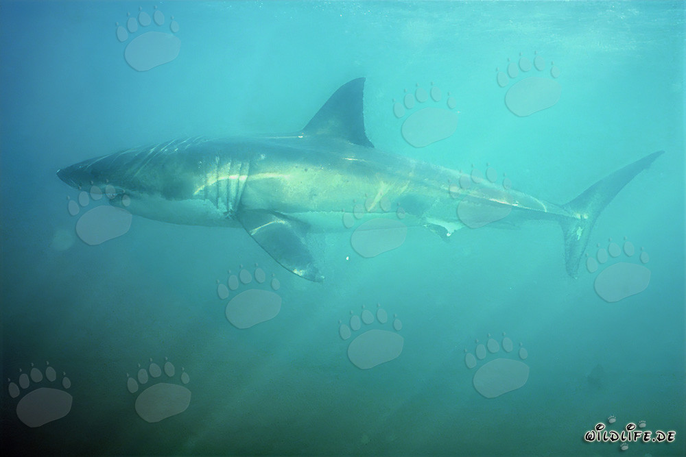 Requin blanc nage dans l'Alley des Requins par faible visibilité