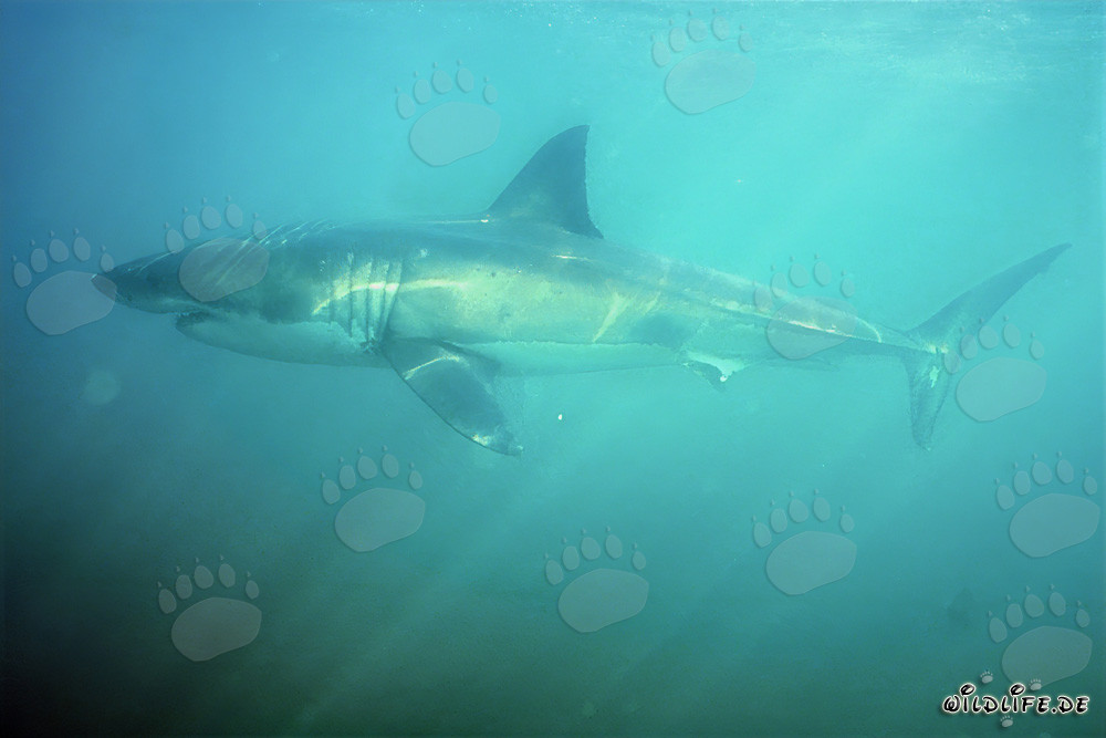 Weißer Hai schwimmt bei geringer Sicht in der Shark Alley