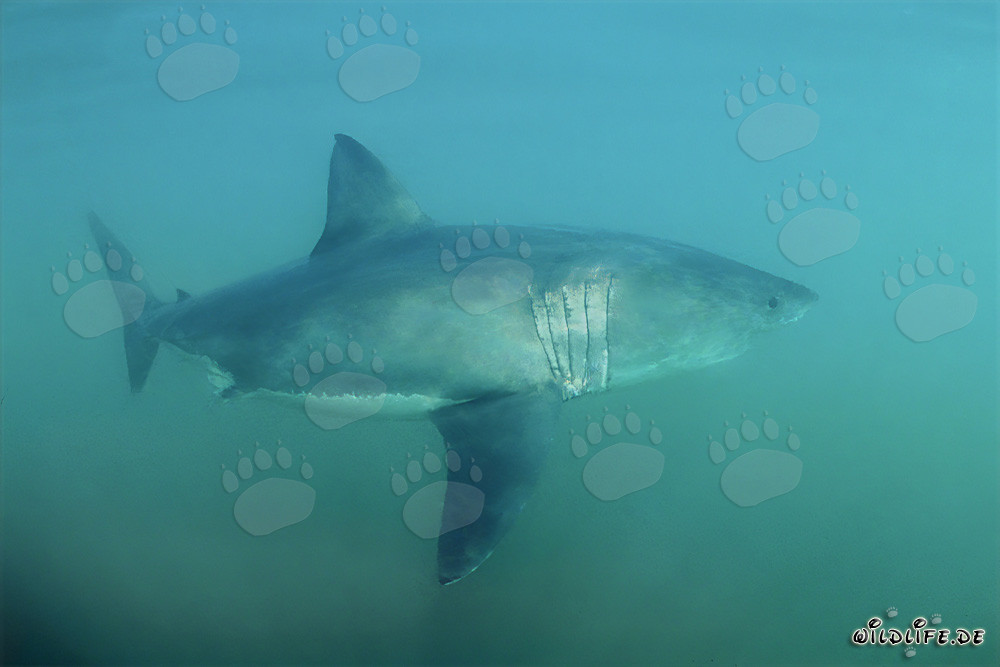 Un majestueux Grand Requin Blanc au large des côtes d'Afrique du Sud