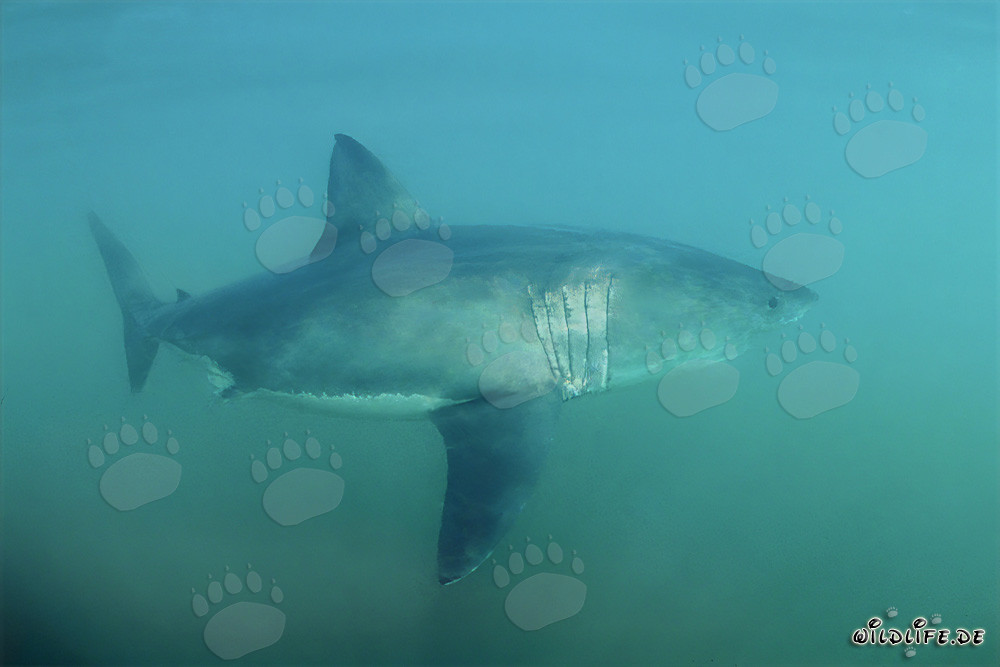 A majestic Great White Shark off the coast of South Africa