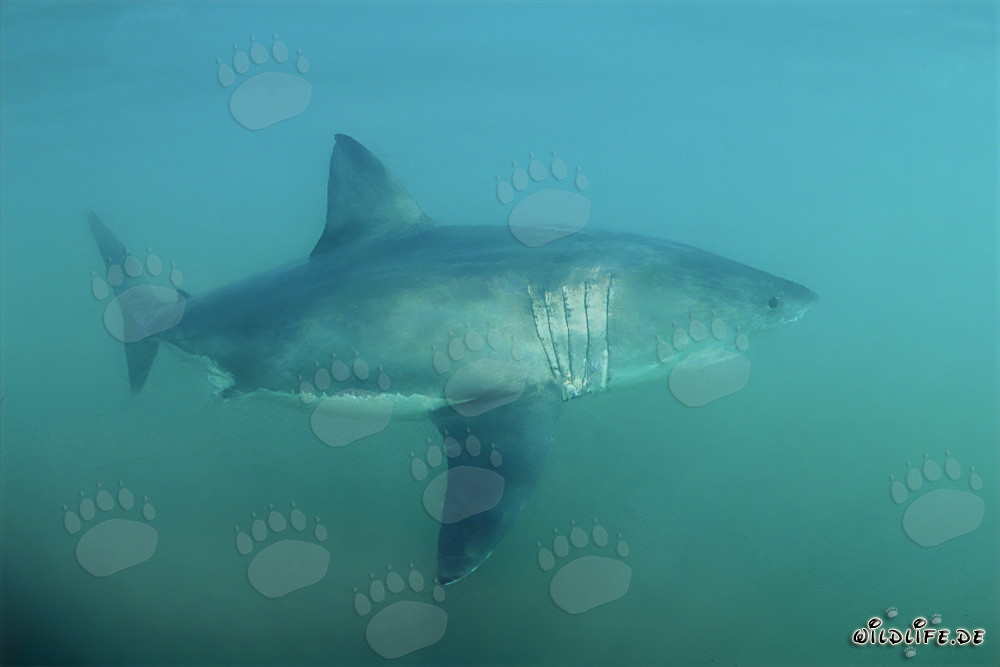 Un majestuoso Tiburón Blanco frente a la costa de Sudáfrica