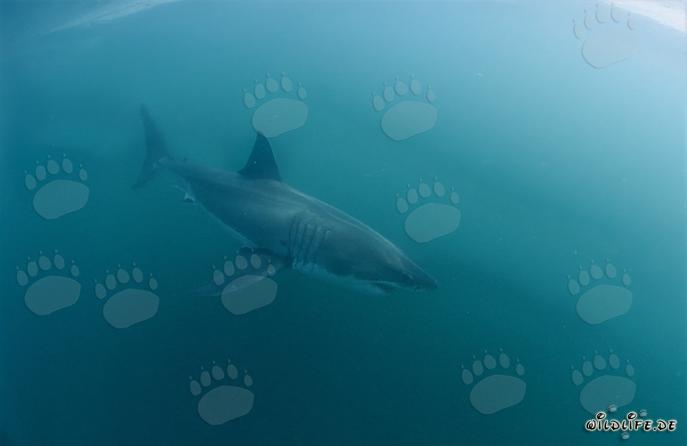 Great White Sharks off the coast of South Africa